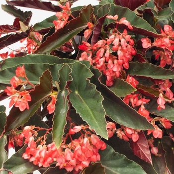Begonia - 'Torch' Angel Wing Begonia