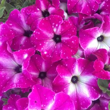 Petunia - Headliner™ Enchanted Sky
