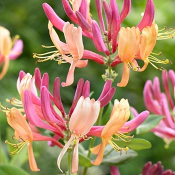 Lonicera x heckrottii - 'Goldflame (American Beauty)' Honeysuckle
