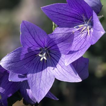 Platycodon grandiflorus (Balloon Flower) - Twinkle™ Blue