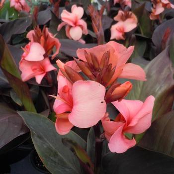 Canna x generalis () - Cannova® Bronze Peach