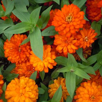 Zinnia marylandica - Zydeco™ 'Fire'