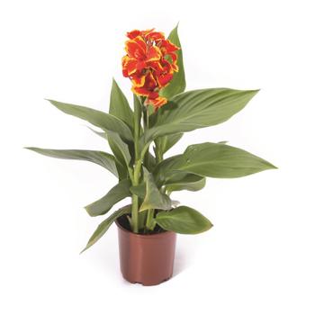 Canna x generalis (Canna Lily) - Cannova® 'Red Golden Flame'