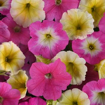 Petunia - E3 Easy Wave® 'Sweet Taffy Mix'