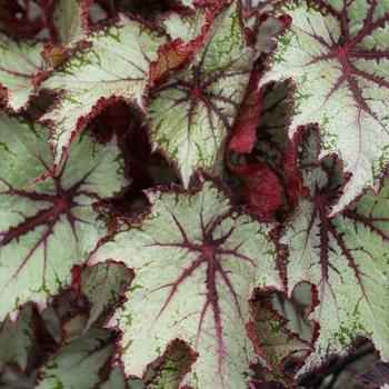 Begonia rex-cultorum (Rex Begonia) - Dibs™ Butterscotch