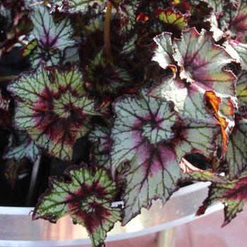 Begonia rex-cultorum (Rex Begonia) - Dibs™ Cherry Mint