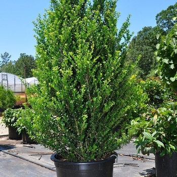 Ilex crenata - 'Schwoebel's Compact' Japanese Holly