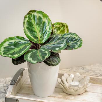 Calathea roseopicta - Color Full® 'Medallion' Prayer Plant