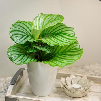Calathea orbifolia - Prayer Plant