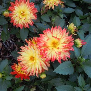 Dahlia - Hypnotica® 'Icarus'