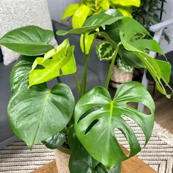 Monstera adansonii - Monster Mash™ Swiss cheese vine