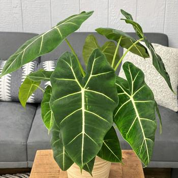 Alocasia (Elephant's Ear) - Mythic™ 'Frydek'