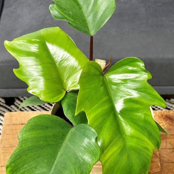 Philodendron mayoi - Prismacolor™ 'Mayoi' 