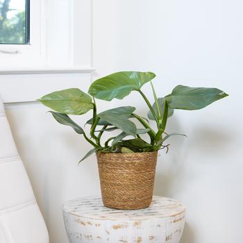 Philodendron hastatum - Silver Sword Philodendron