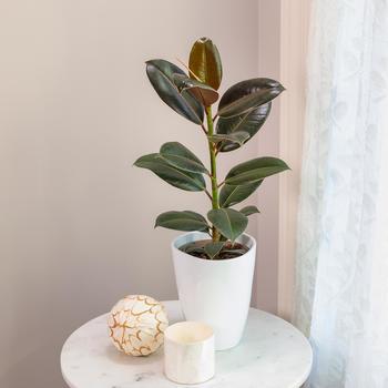 Ficus elastica - 'Melany' Rubber Plant