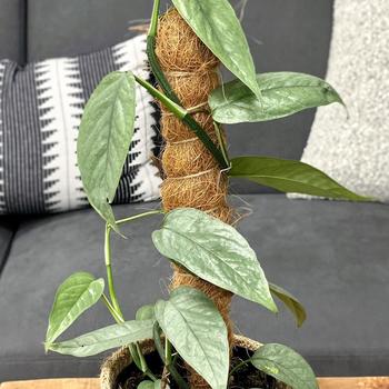 Epipremnum pinnatum - Beautifall® 'Cebu Blue' Pothos