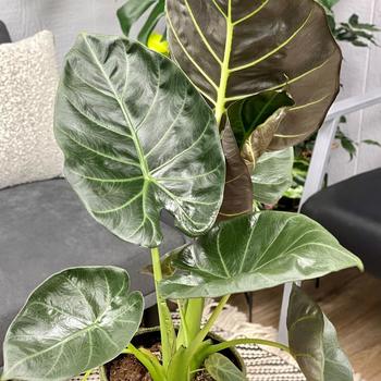 Alocasia - 'Regal Shields' Elephant Ear