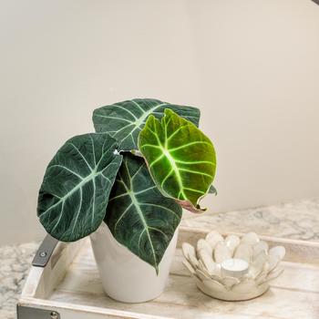 Alocasia reginula - 'Black Velvet' Elephant Ear