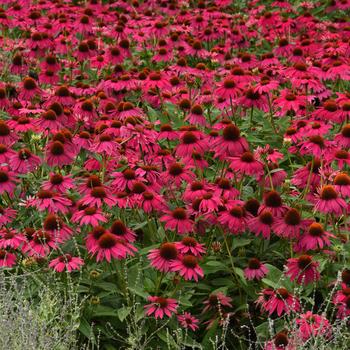 Echinacea (Coneflower) - Artisan™ 'Brilliant Rose'
