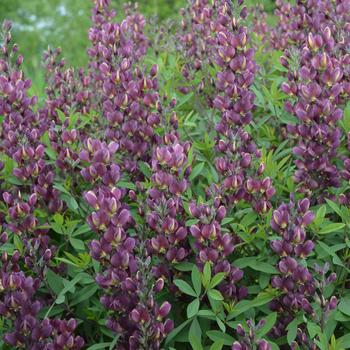 Baptisia - 'Burgundy Blast' False Indigo