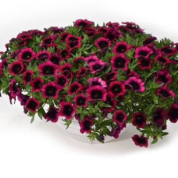 Calibrachoa - 'Dracula'
