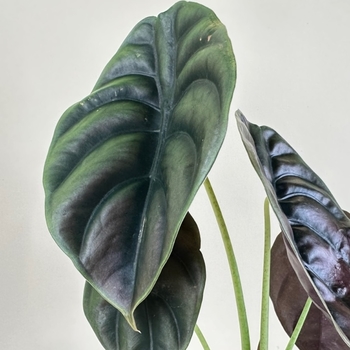 Alocasia cuprea - Alocasia cuprea