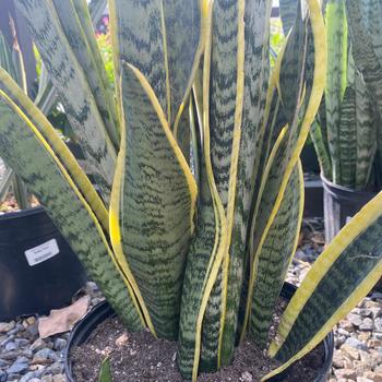 Sansevieria trifasciata - 'Laurentii' Mother In-law's Tongue