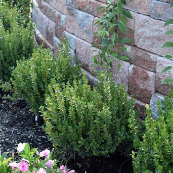 Buxus microphylla - Boxwood