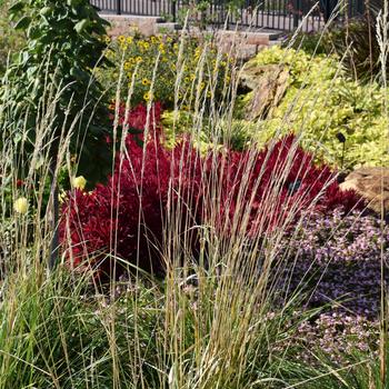 Calamagrostis acutiflora - 'Karl Foerster' Feather Reed Grass