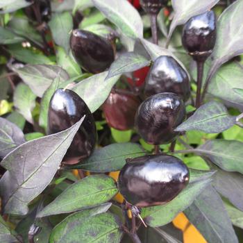 Capsicum annuum - 'Black Olive' Ornamental Pepper