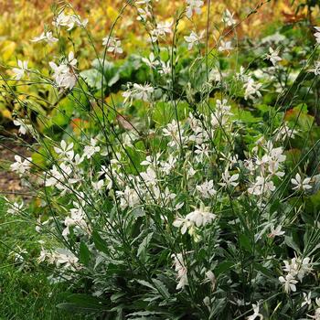 Gaura lindheimeri - 'Sparkle White'