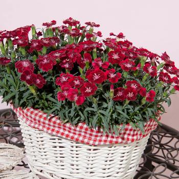 Dianthus - Everlast™ Velvet