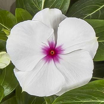 Catharanthus roseus (Vinca) - Cora® XDR Polka Dot
