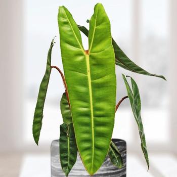 Philodendron billietiae - Philodendron