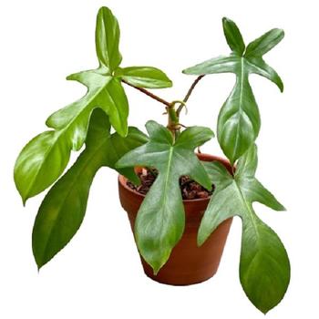 Philodendron squamiferum x pedatum - 'Florida Green'