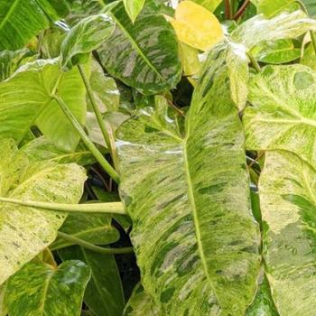 Philodendron - 'Paraiso Verde'