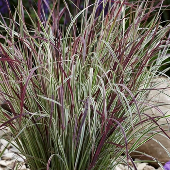 Schizachyrium scoparium - 'Chameleon' Little Bluestem Grass