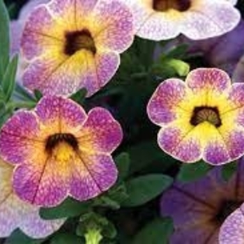 Calibrachoa (Million Bells) - Chameleon® 'Blackberry Pie'