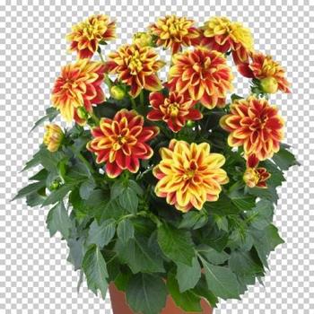Dahlia - Dahlinova® 'California'