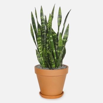 Sansevieria trifasciata - 'Black Coral' Mother In-law's Tongue