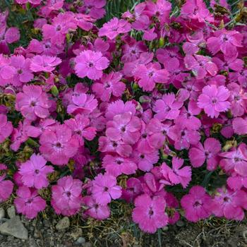 Dianthus - 'Pinky Promise' Pinks