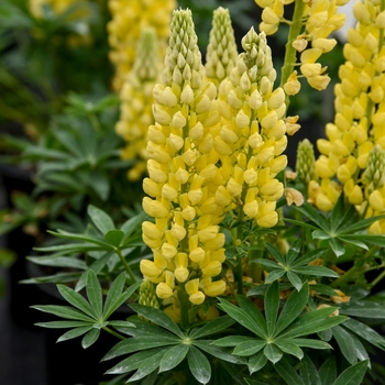 Lupinus polyphyllus () - Mini Gallery™ 'Yellow'