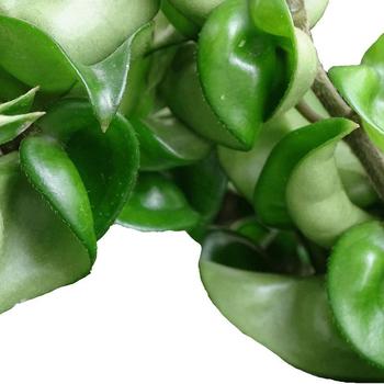 Hoya carnosa f. compacta - Hindu Rope Plant
