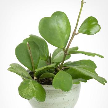 Hoya kerrii - Sweetheart Plant