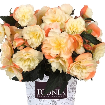 Begonia boliviensis - I'Conia Lemon Berry