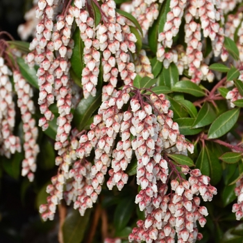 Pieris japonica - 'Dorothy Wycoff' Pieris
