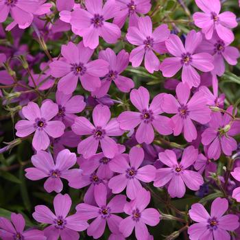 Phlox - Spring Splash™ Violet