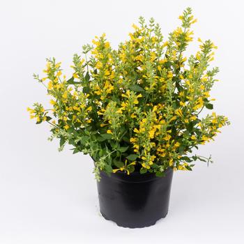 Agastache aurantiaca - 'Better Buzz Amarillo' Hyssop