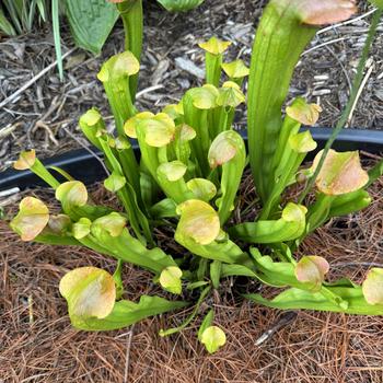 Sarracenia - 'Bug Bat' Pitcher Plant