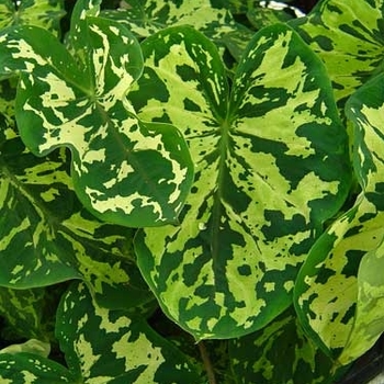 Alocasia - 'Hilo Beauty' Elephant Ear